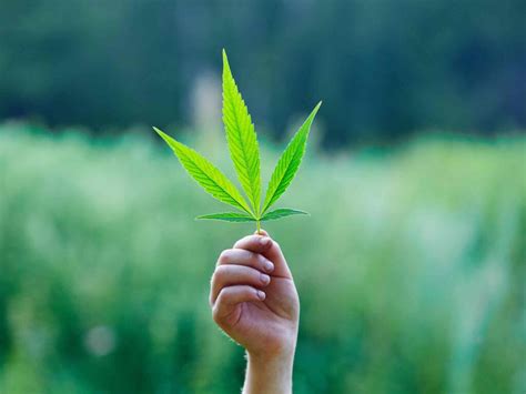 nevada cannabis equipment financing loans|Cannabis Funding for the Marijuana Industry .